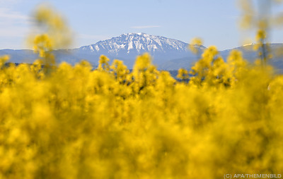Diesel aus Raps gilt als suboptimal - Wieselburg, APA/THEMENBILD