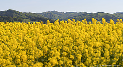 Ein Rapsfeld - Kilb, APA/THEMENBILD