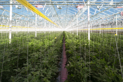 Breiter Einsatz laut Zementindustrie ab 2040 realistisch
 - Wien - Essling, APA