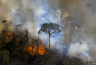 Zunehmende Zerstörung des Waldes durch Brände und Holzfäller
– Novo Progresso, APA/AFP Zunehmende Zerstörung des Waldes durch Brände und Holzfäller
- Novo Progresso, APA/AFP
