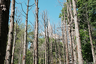 Auch die Wälder sind gefährdet - New York, APA/GETTY IMAGES NORTH AMERICA