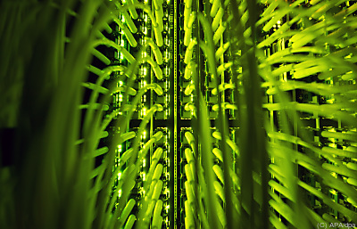 Viel Strom, viele Emissionen
– Neumünster, APA/dpa Viel Strom, viele Emissionen
- Neumünster, APA/dpa