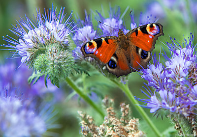 Wiederherstellung von Ökosystemen kann Klimawandel abschwächen - Wismar, APA/dpa