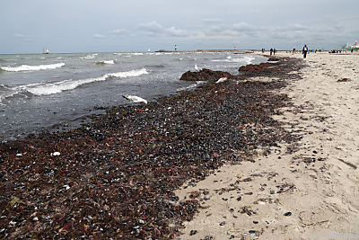 Algen produzieren mittels Photosynthese aus Kohlendioxid Kohlenhydrate – Warnemünde, APA/dpa Algen produzieren mittels Photosynthese aus Kohlendioxid Kohlenhydrate - Warnemünde, APA/dpa