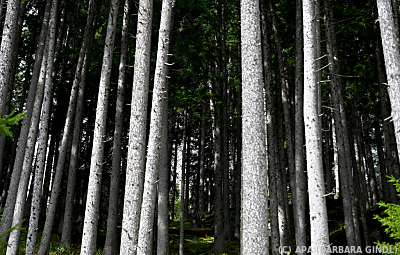 Landnutzung kommt beim Ziel Netto-Null-Emissionen eine große Bedeutung zu
 - Ginzling, APA (BARBARA GINDL)