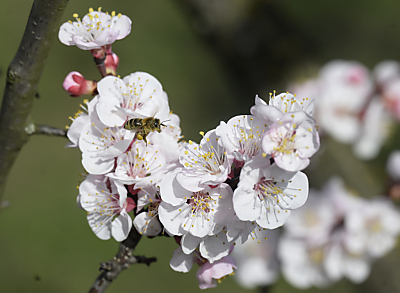 Auch früheste Marillenblüte registriert
 - Kittsee, APA/THEMENBILD