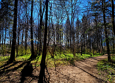 Bericht ortet „Olympiade“ um politische Versprechen zu CO2-Speicherpotenzial der Wälder
– Salzburg, APA Bericht ortet "Olympiade" um politische Versprechen zu CO2-Speicherpotenzial der Wälder
- Salzburg, APA