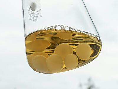 Pilze sind für Materialwissenschaft interessante Forschungsobjekte
 - Dübendorf, APA/Empa