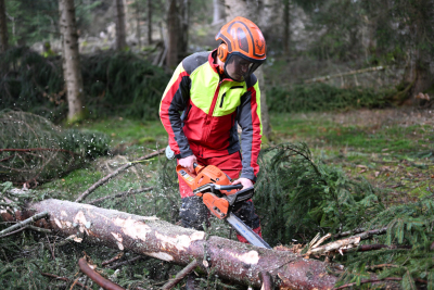 Sturm und Regen machen den Bundesforsten
 - Elsbethen, APA/THEMENBILD