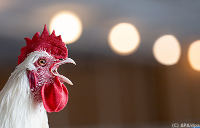 Patent wurde bereits angemeldet
– Münsingen, APA/dpa Patent wurde bereits angemeldet
- Münsingen, APA/dpa