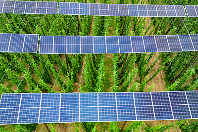 Rekordanstieg der Stromproduktion aus Photovoltaik
 - Au In Der Hallertau, APA/dpa