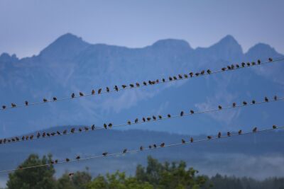Stromleitung am deutschen Alpenrand im Süden
 - Stötten, APA/dpa